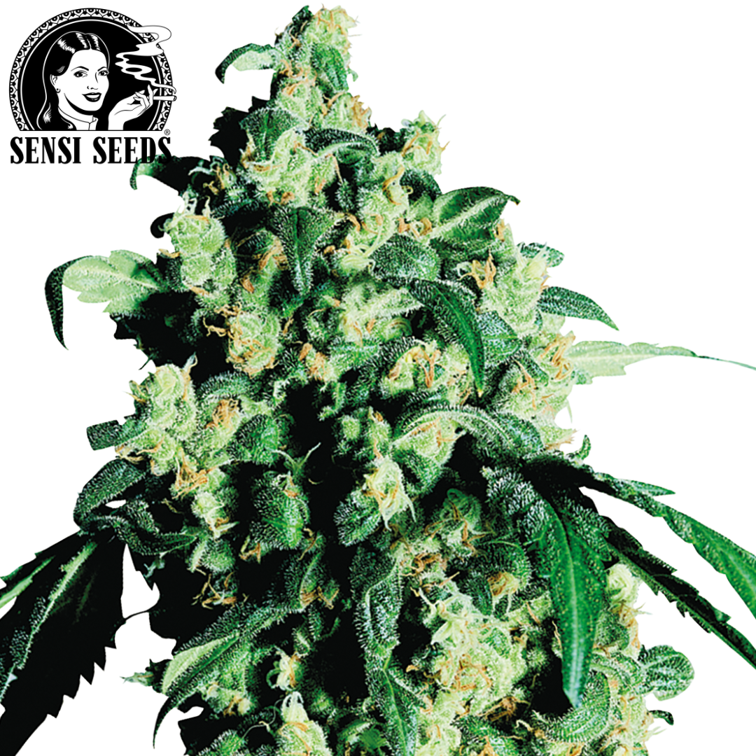 Hoodie, Sensi Seeds®, Original, Schwarz